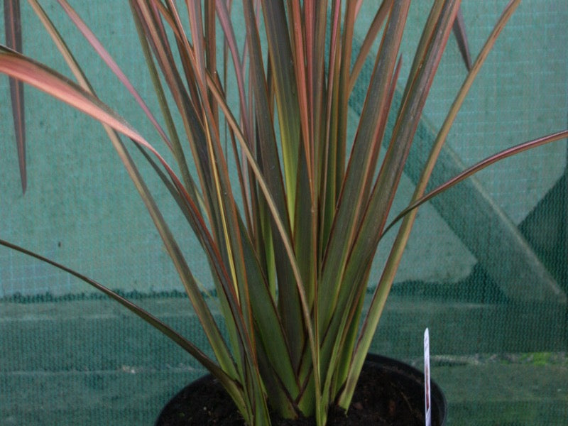 Phormium 'Evening Glow'