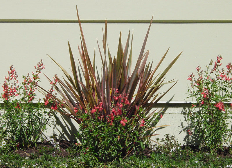 Phormium 'Maori Queen'