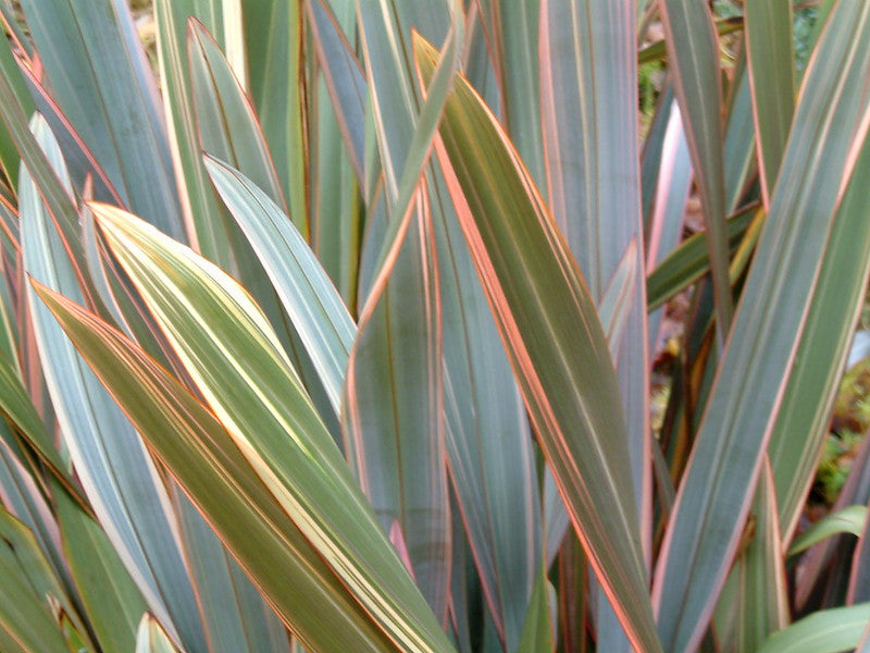 Phormium 'Maori Queen'