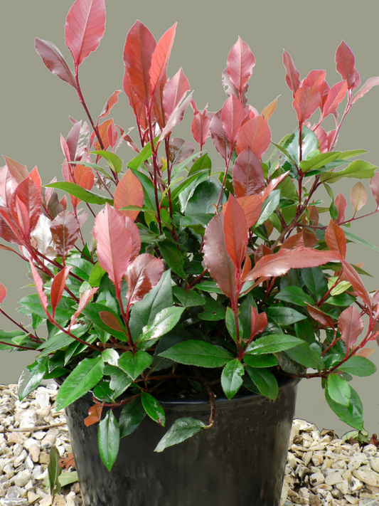 Photinia ‘Little Red Robin’