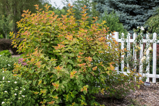 Physocarpus ‘Amber Jubilee’