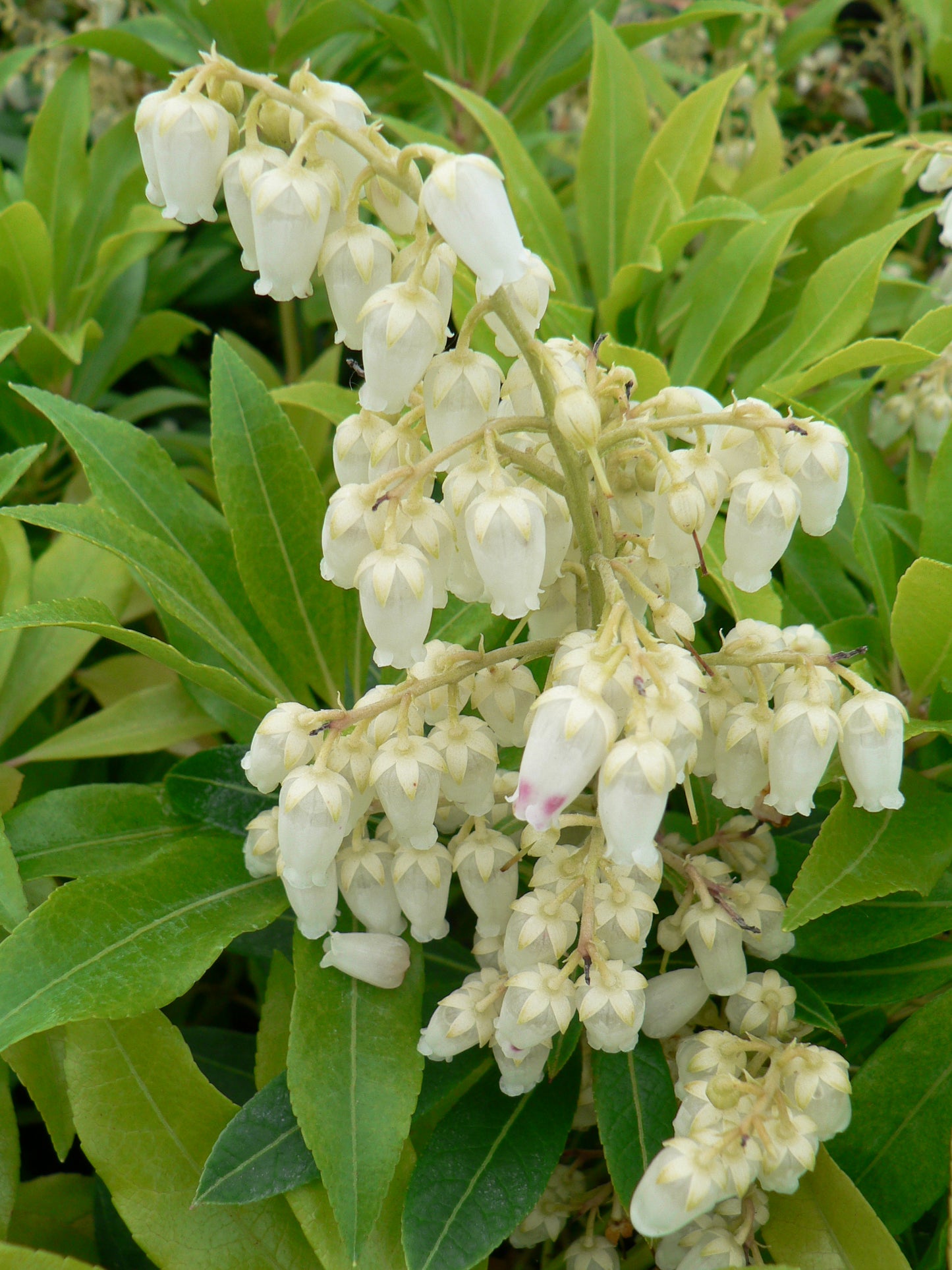 Pieris ‘Forest Flame’