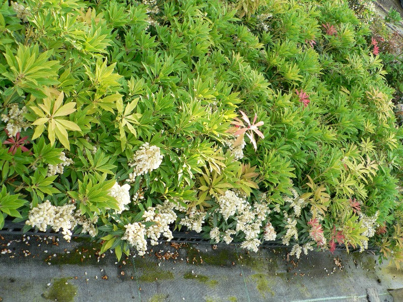 Pieris ‘Forest Flame’
