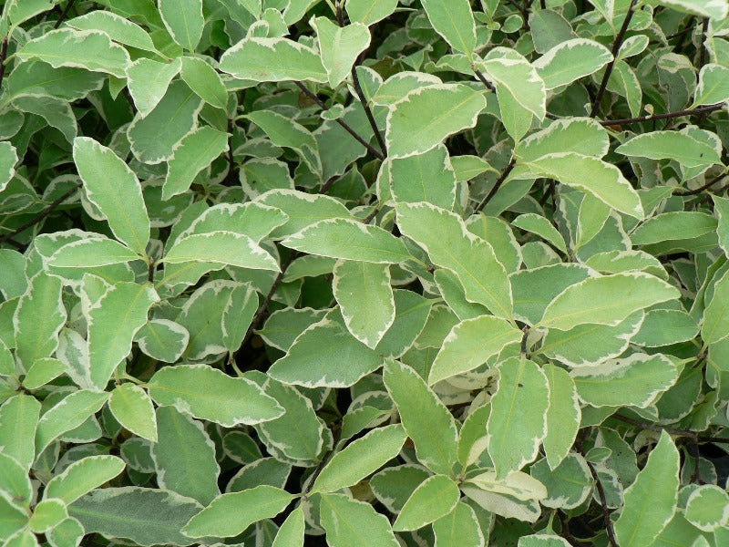 Pittosporum ‘Collaig Silver’