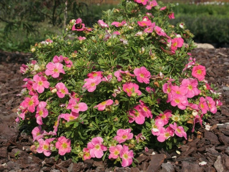 Potentilla Fruticosa Bellissima