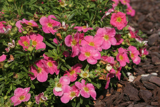 Potentilla Fruticosa Bellissima