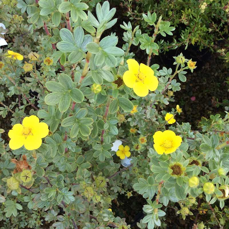 Potentilla fruiticosa 'Silver 'n' Gold'