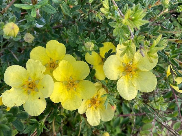 Potentilla fruiticosa 'Silver 'n' Gold'
