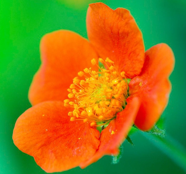 Potentilla Fruticosa 'Bella Sol'