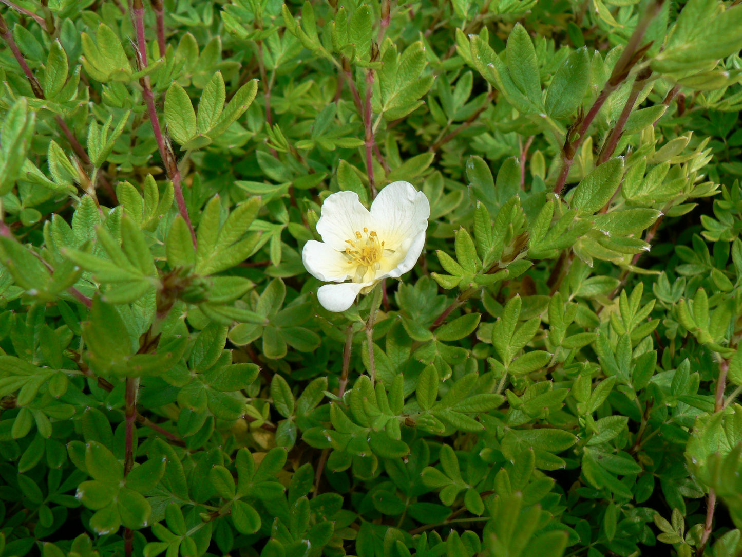 Potentilla Fruticosa ‘Limelight’