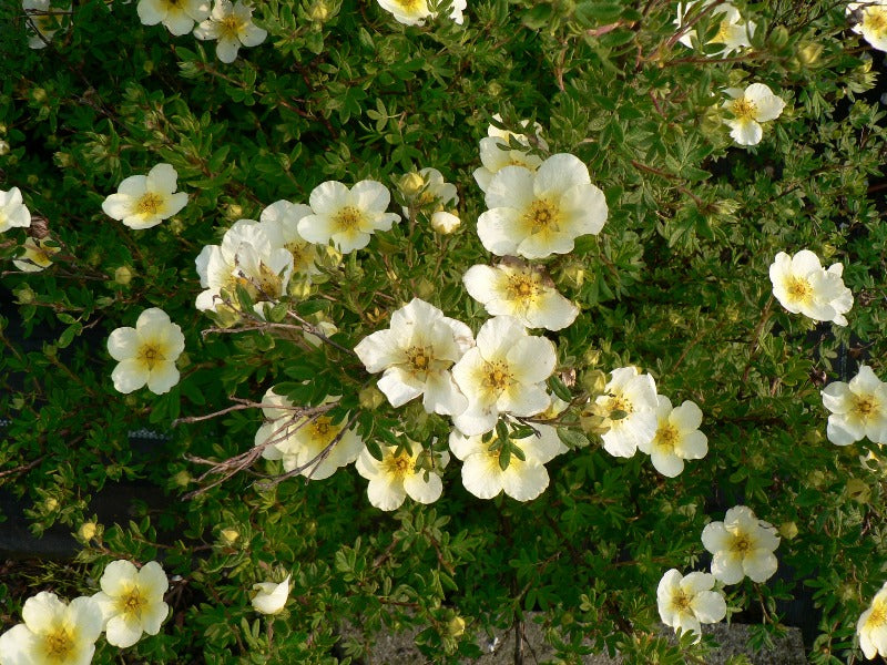 Potentilla Fruticosa ‘Limelight’