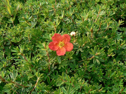 Potentilla Fruticosa 'Red Robin'