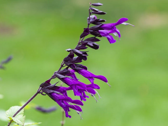 Salvia Amistad