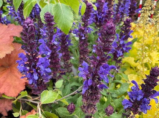 Salvia Nemorosa ‘Blue Marvel’