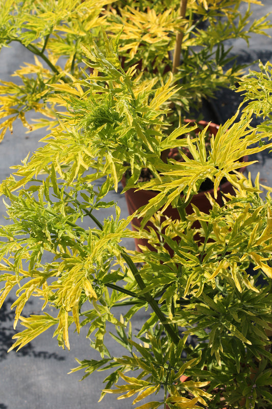 Sambucus Niagra ‘Golden Tower’