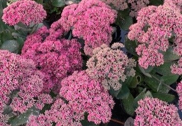 Sedum 'Thunderhead'