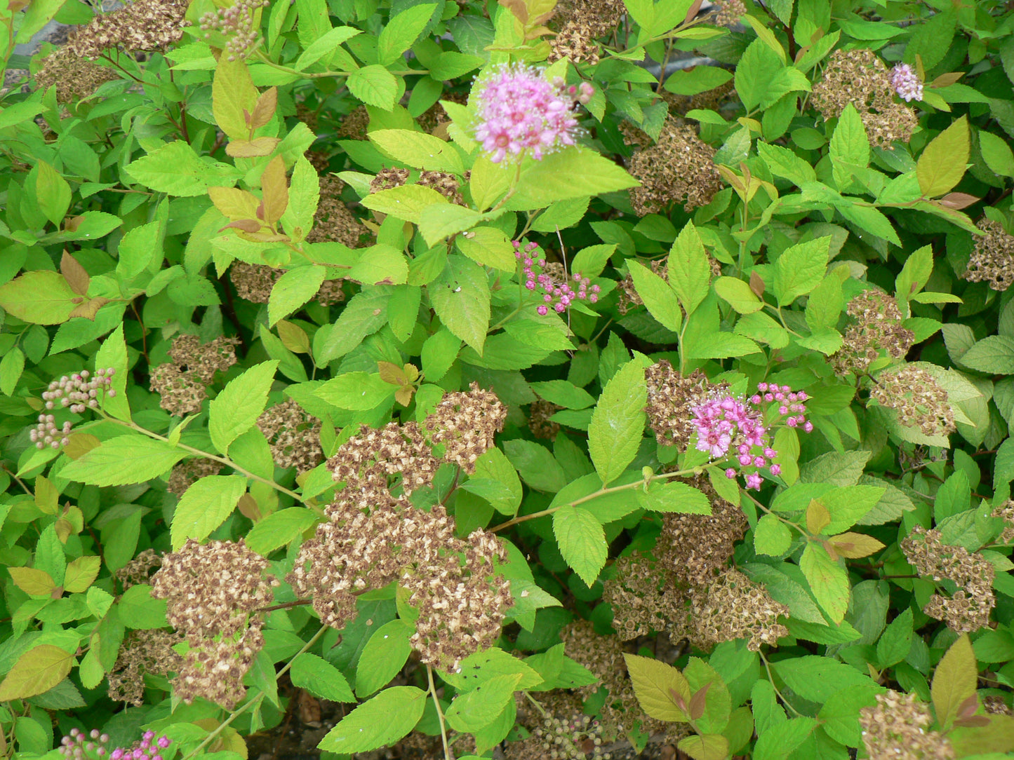 Spirea japonica ‘Golden Princess’