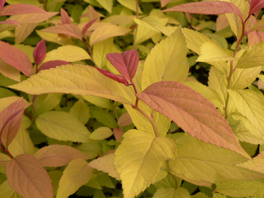 Spirea Japonica 'GoldFlame'