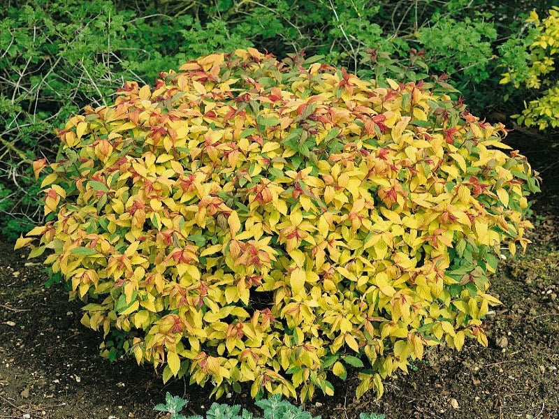 Spirea Japonica 'GoldFlame'