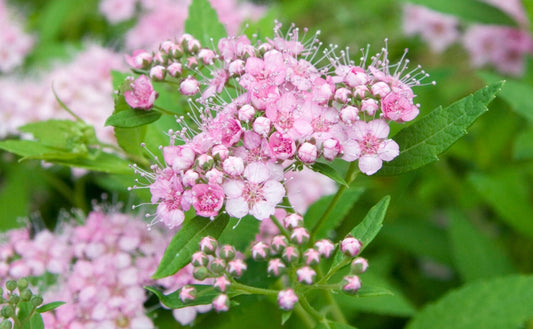 Spirea Japonica ‘Little Princess’