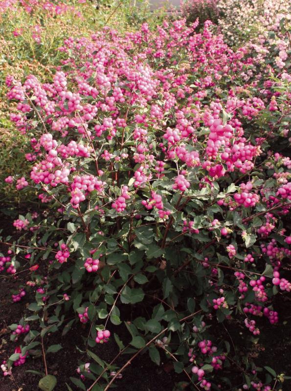 Symphoricarpos 'Magical Candy'
