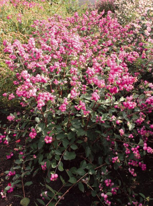Symphoricarpos 'Magical Candy'