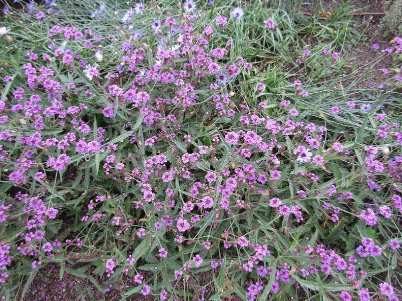 Verbena Bonariensis ‘Lollipop’