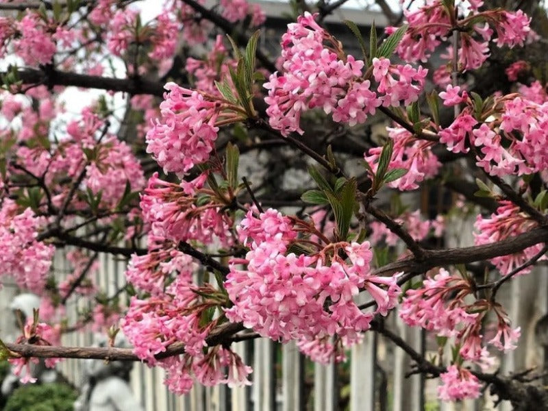 Viburnum Bodnantense Dawn