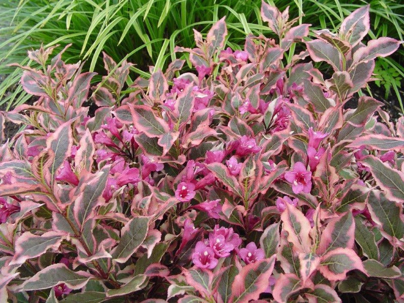 Weigela Florida All Summer ‘Monet’