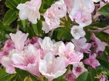 Weigela 'Towers of Flowers Apple Blossom'