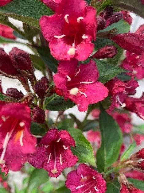 Weigela 'Towers of Flowers Cherry'