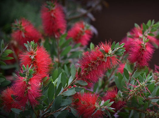 Callistemon 'Inferno'