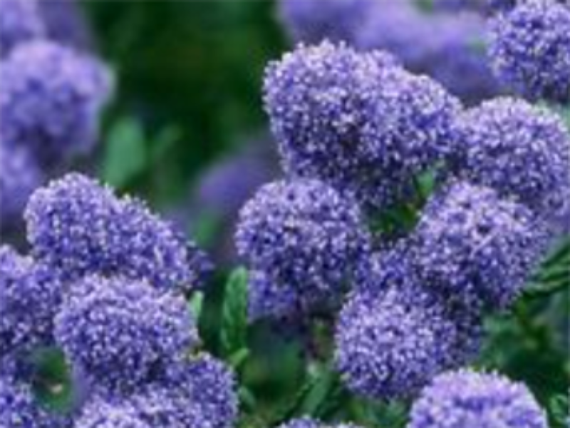 Ceanothus 'Concha'