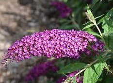 Buddleia-Poquito 'Magenta Munchkin'