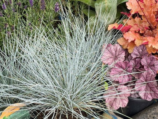 Festuca Glauca ‘Elijah Blue’