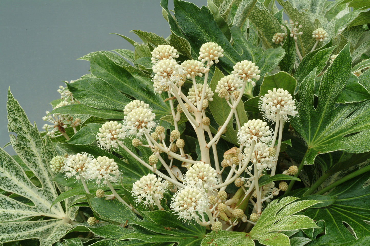 Fatsia Japonica ‘Spider's Web’