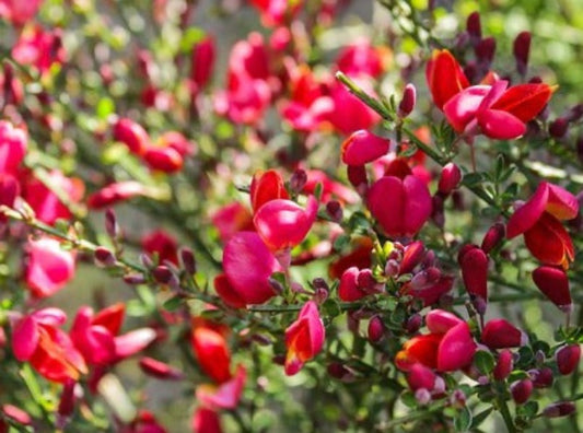Cytisus 'Burkwoodi' Broom