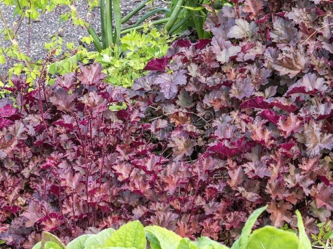 Heuchera "Chocolate Ruffles"