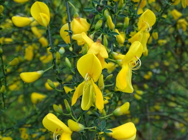 Cytisus 'x' Praecox Broom