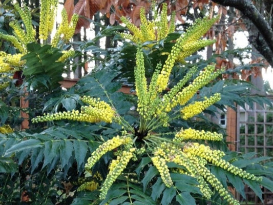 Mahonia x Media ‘Charity’