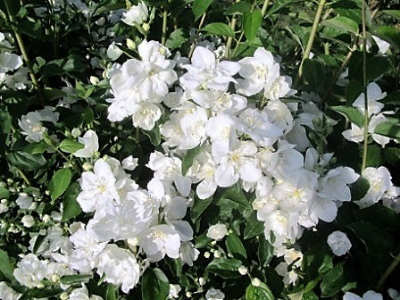 Philadelphus ‘Mrs E L Robinson’
