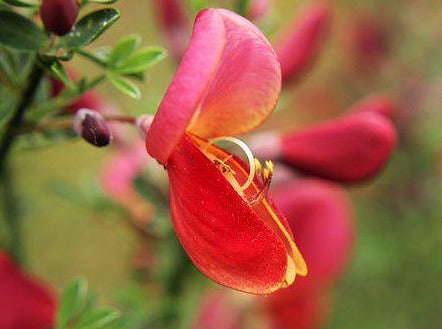 Cytisus 'Burkwoodi' Broom