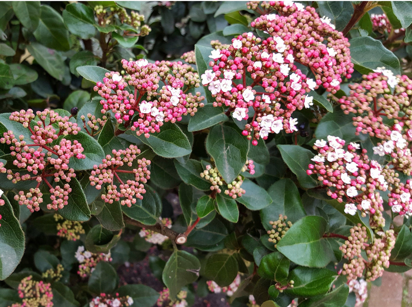 Viburnum Tinius