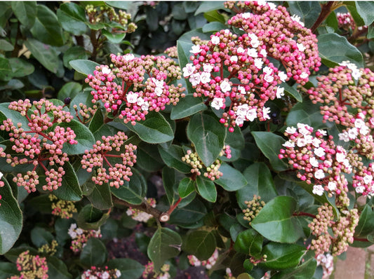 Viburnum Tinius