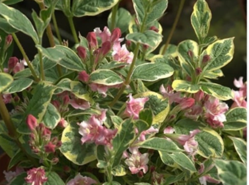 Weigela Kosteriana Variegata