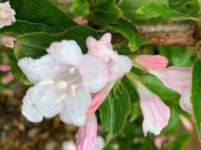 Weigela 'Towers of Flowers Apple Blossom'
