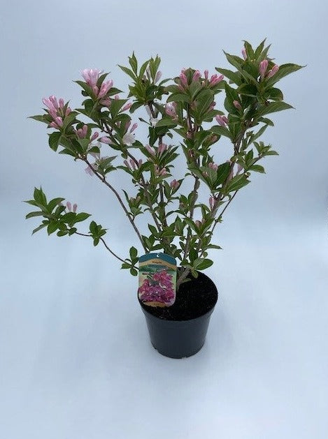 Weigela 'Towers of Flowers Apple Blossom'