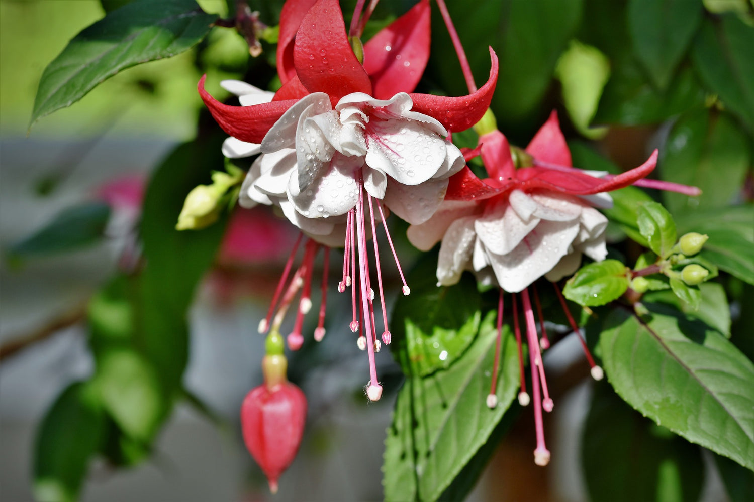 Fuchsia 'Hardy'