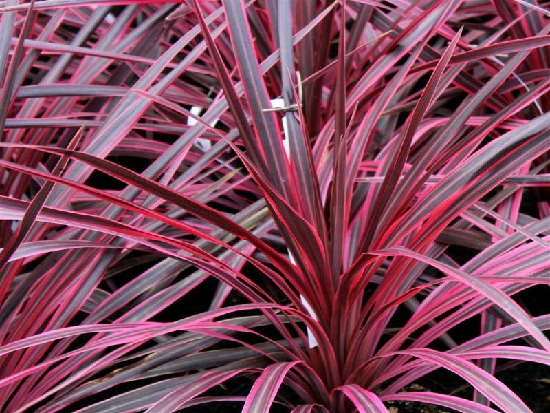 Cordyline Australis 'Salsa'