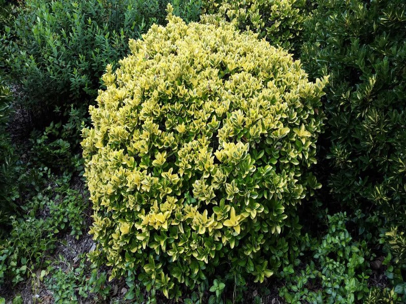 Euonymus Japonicus 'Aureomarginatus'